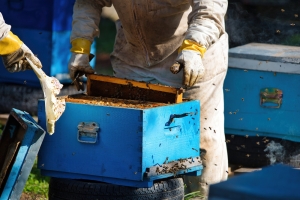 organic mustard honey exporters