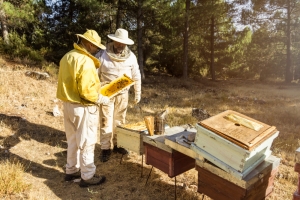 organic mustard honey exporters